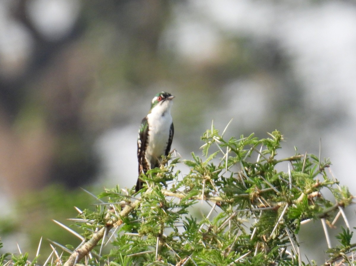 Dideric Cuckoo - ML620676119