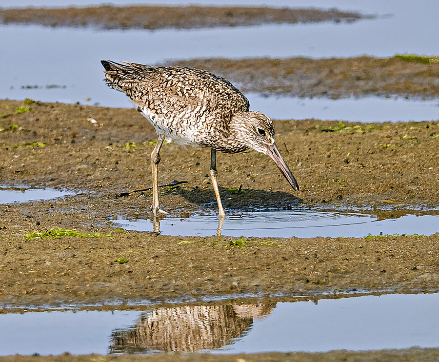 Willet - ML620676120