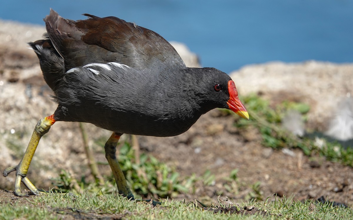 Eurasian Moorhen - ML620676121