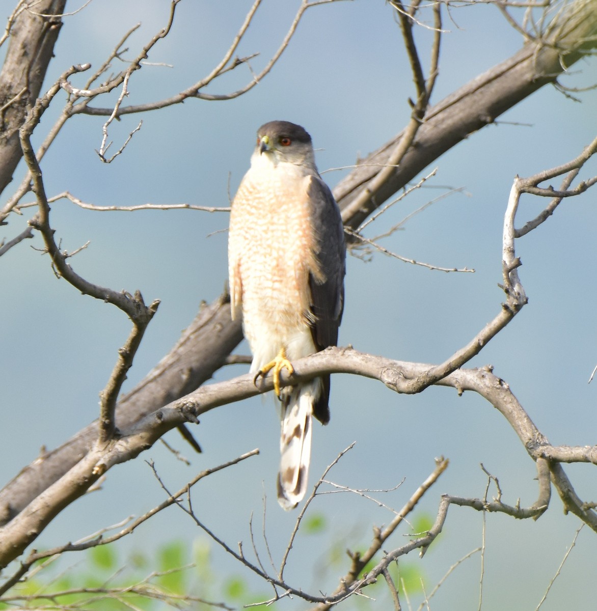 Cooper's Hawk - ML620676122