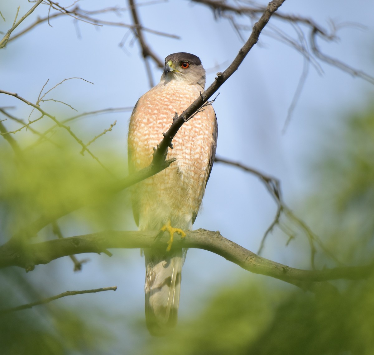 Cooper's Hawk - ML620676123