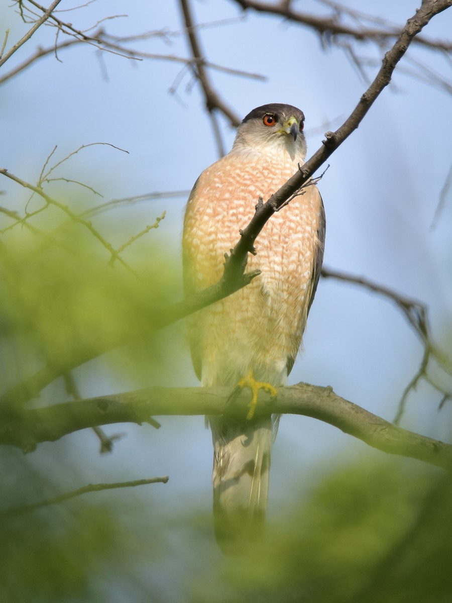 Cooper's Hawk - ML620676124