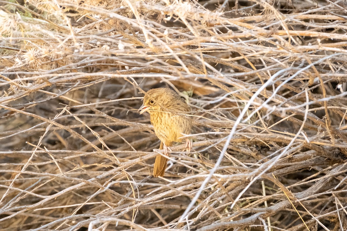 Rufous-crowned Sparrow - ML620676129