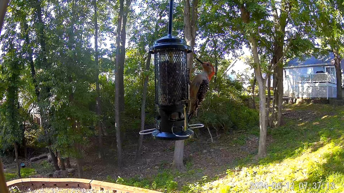 Red-bellied Woodpecker - ML620676133