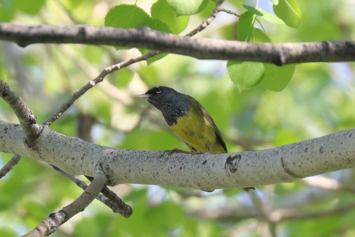 MacGillivray's Warbler - Matt Conn