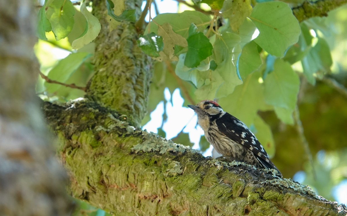Lesser Spotted Woodpecker - ML620676137