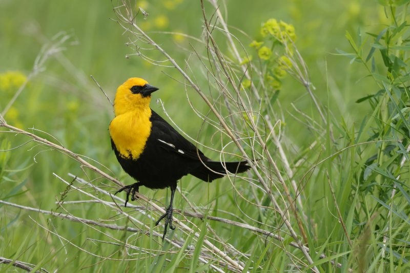 Yellow-headed Blackbird - ML620676142