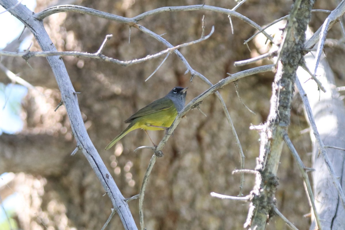 MacGillivray's Warbler - ML620676145