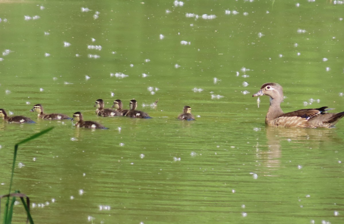 Wood Duck - ML620676147