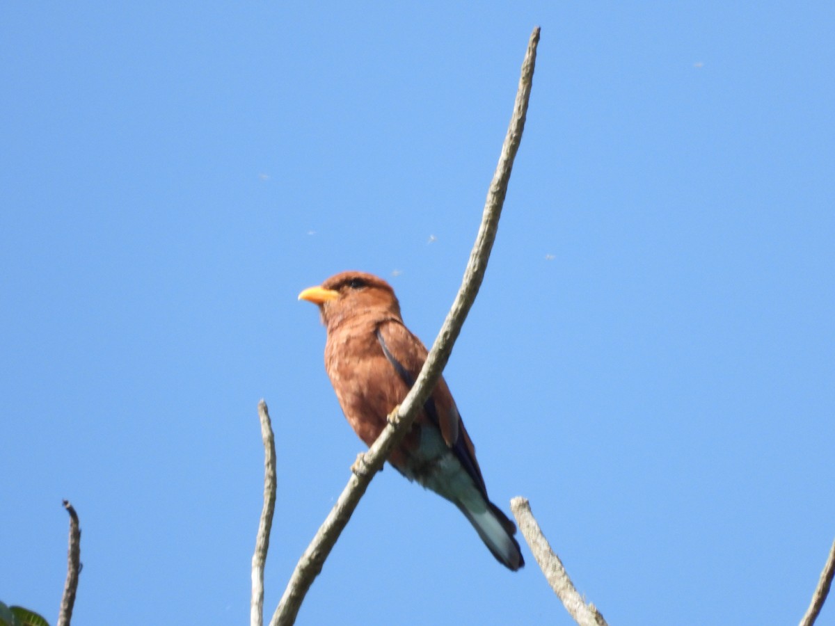 Broad-billed Roller - ML620676149