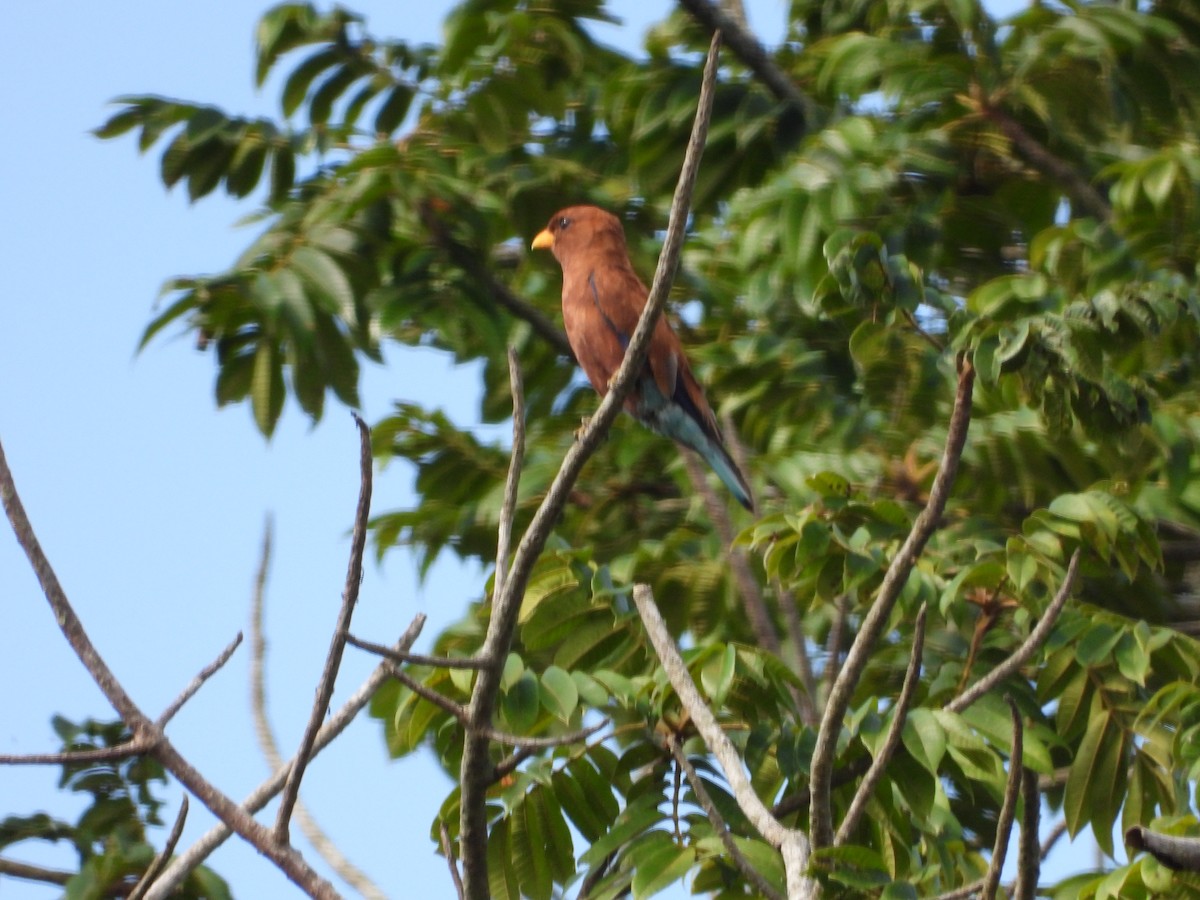 Broad-billed Roller - ML620676150