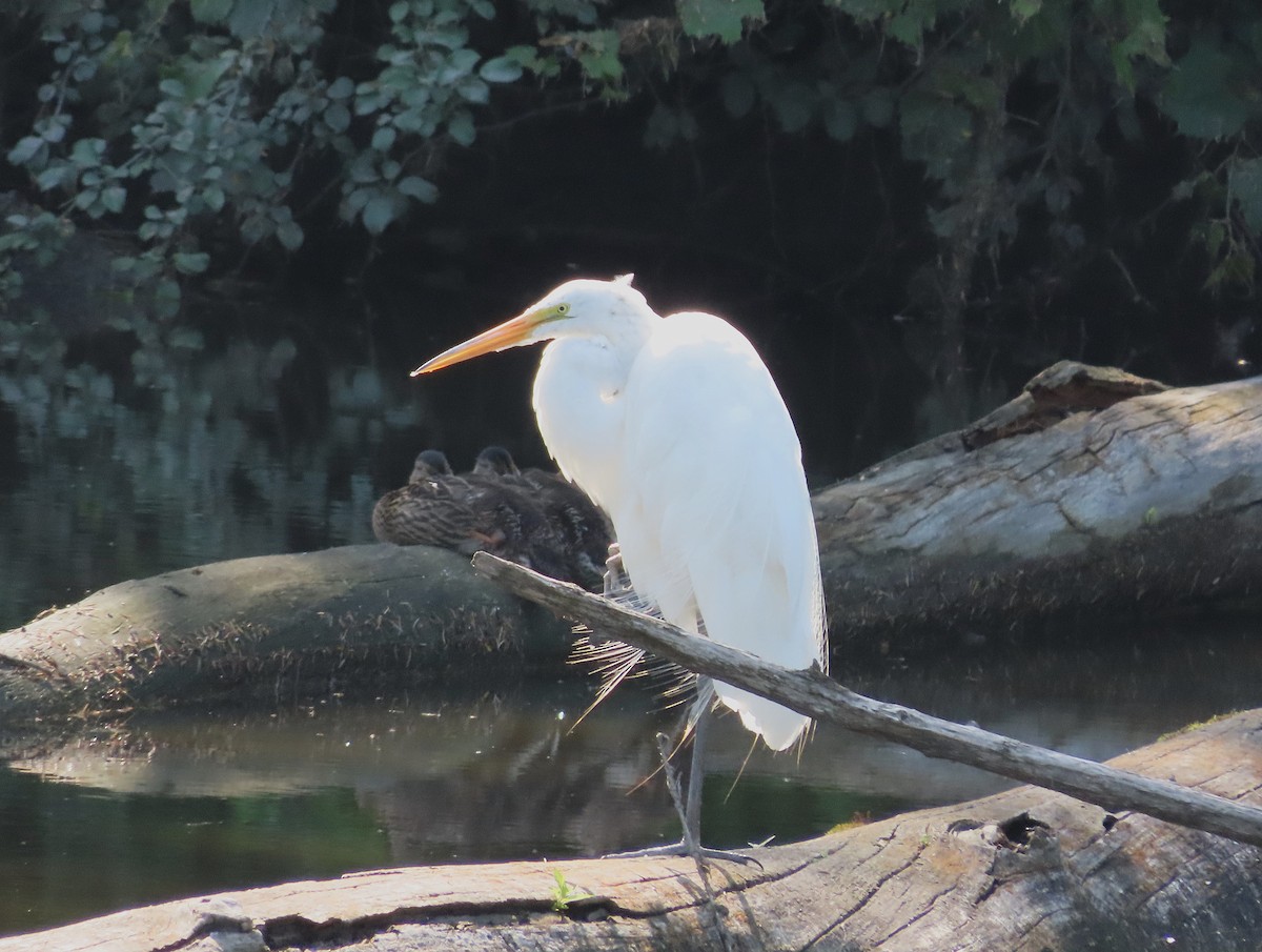 Great Egret - ML620676151