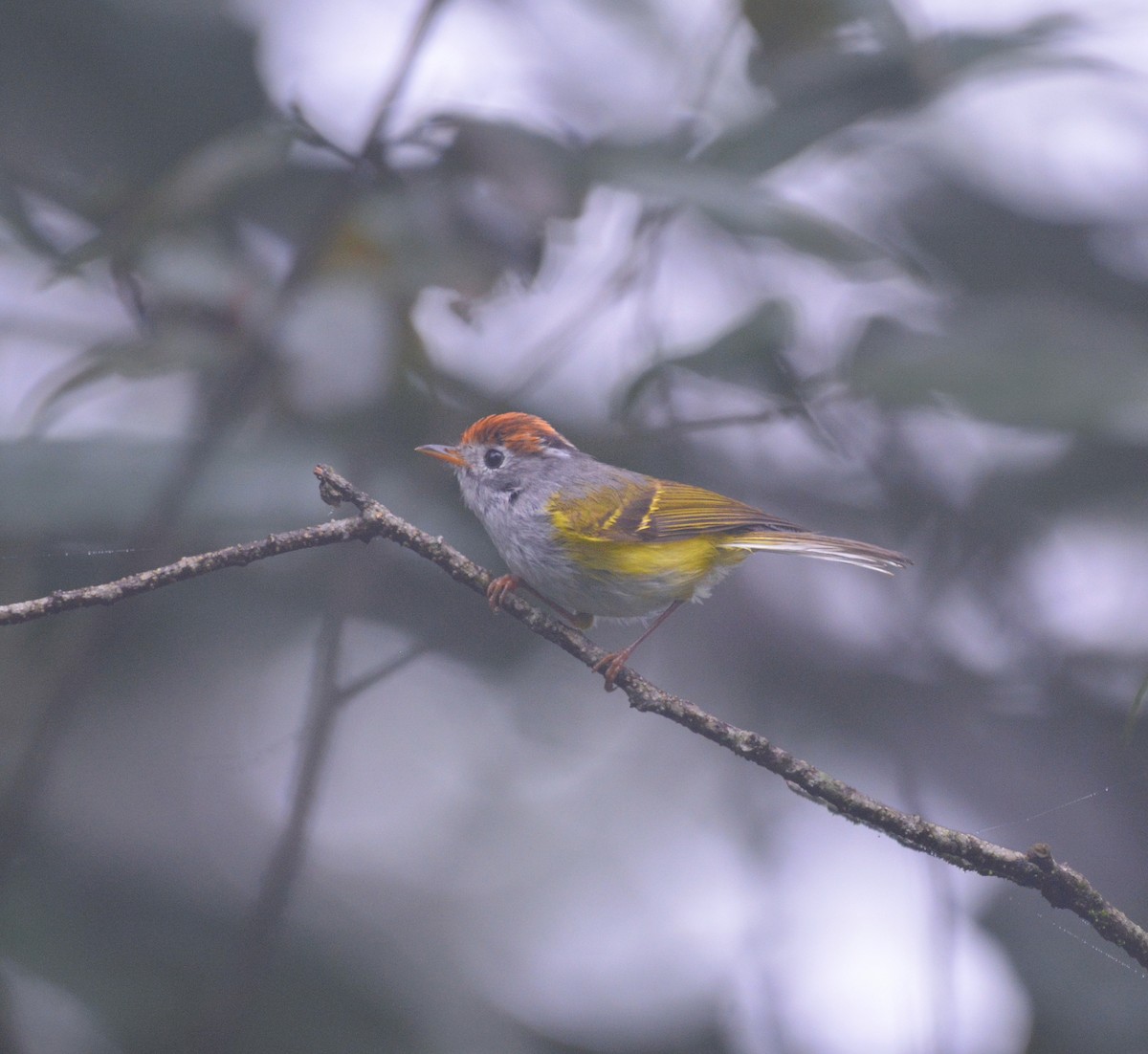 Chestnut-crowned Warbler - ML620676153