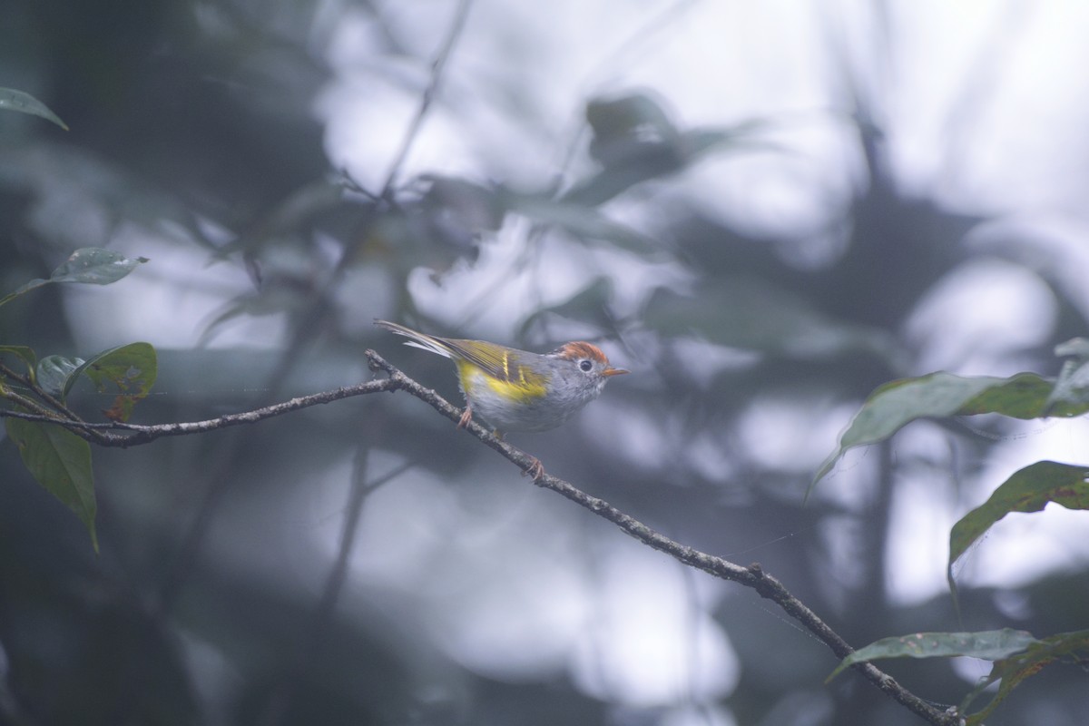 Chestnut-crowned Warbler - ML620676154