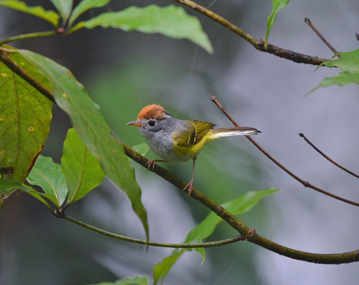 Chestnut-crowned Warbler - ML620676155