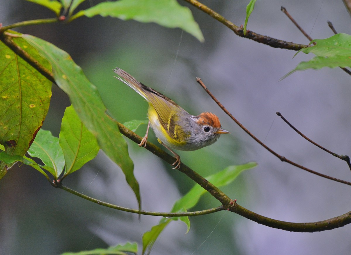 Chestnut-crowned Warbler - ML620676156