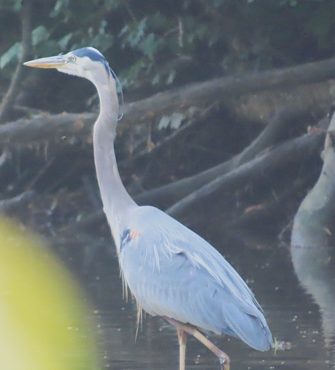 Great Blue Heron - ML620676158