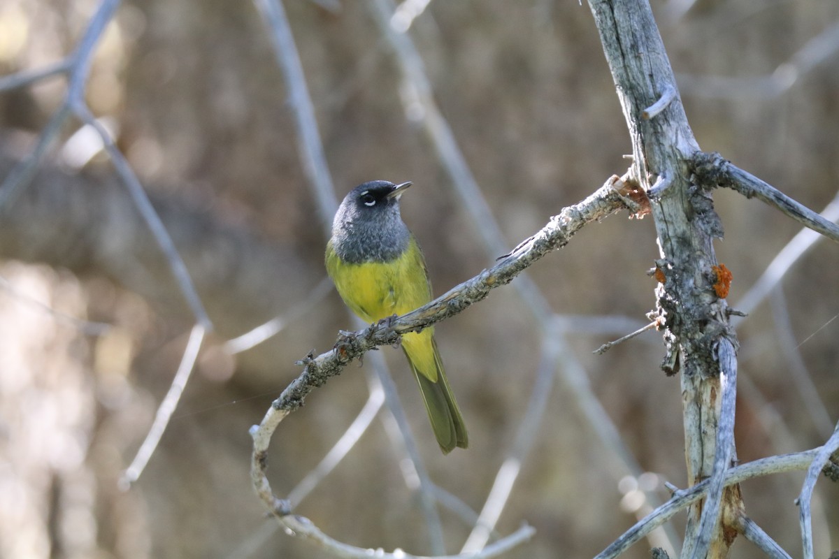 MacGillivray's Warbler - ML620676159