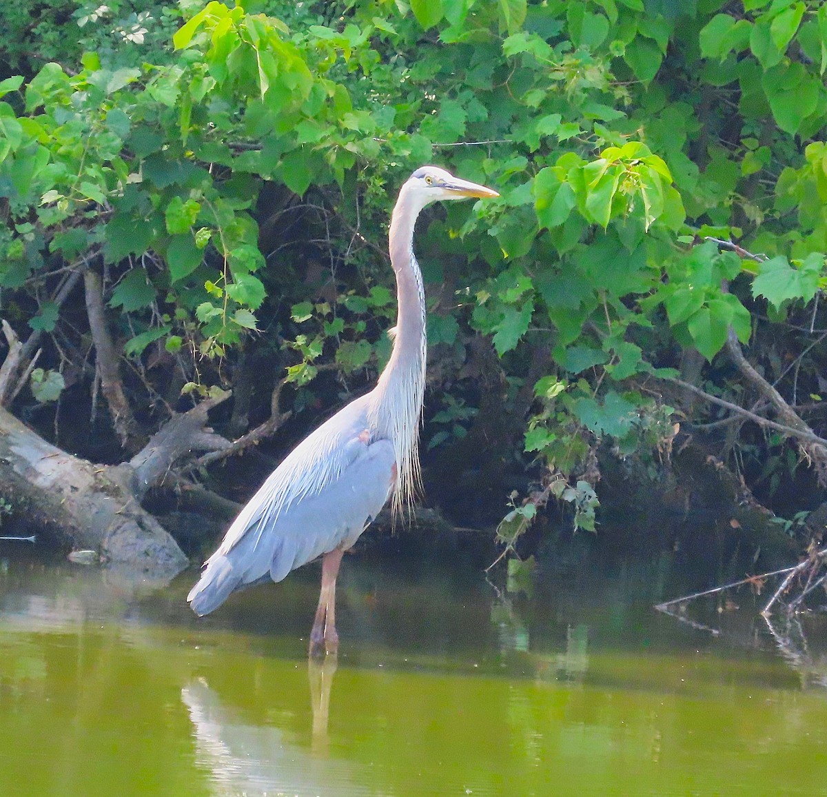 Great Blue Heron - ML620676162