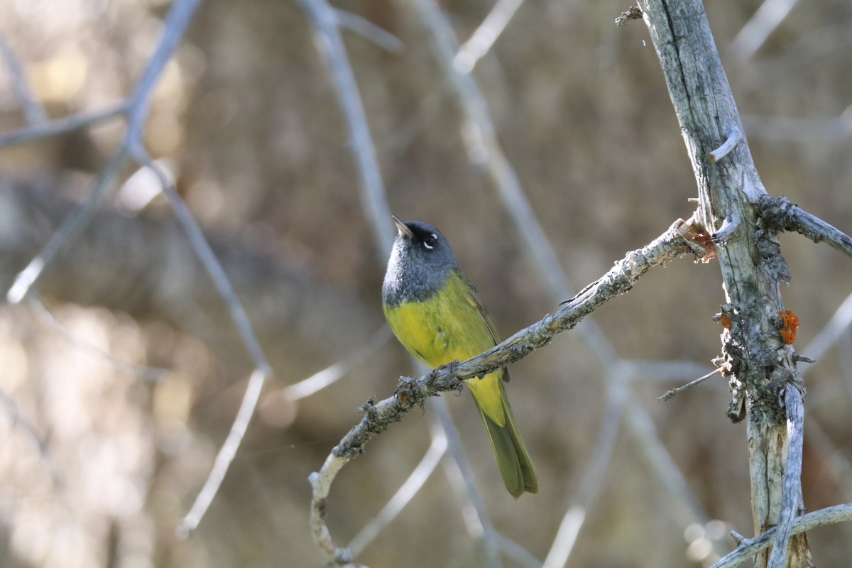 MacGillivray's Warbler - ML620676163