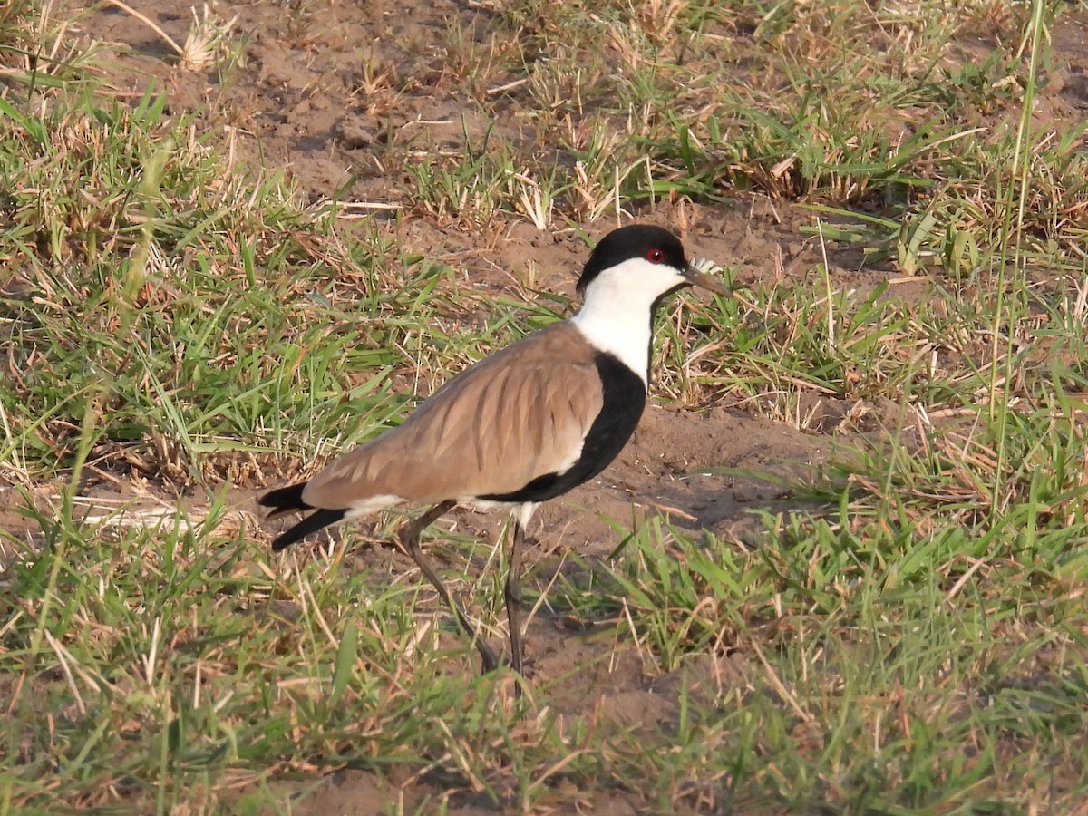 Spur-winged Lapwing - ML620676165