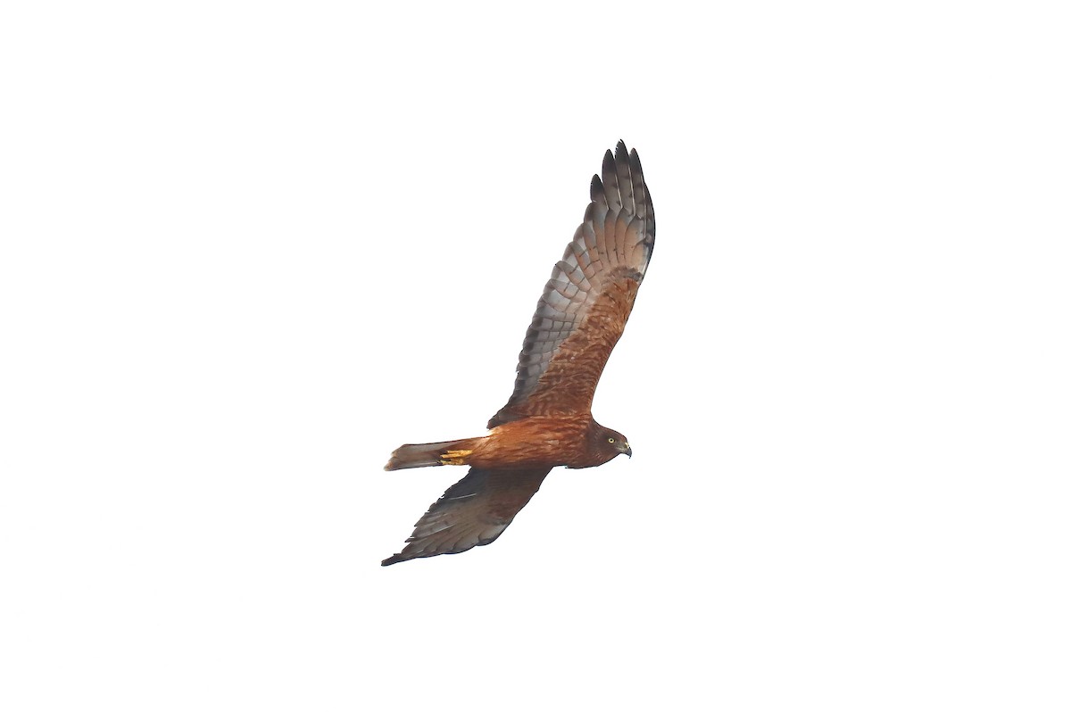 Swamp Harrier - ML620676167