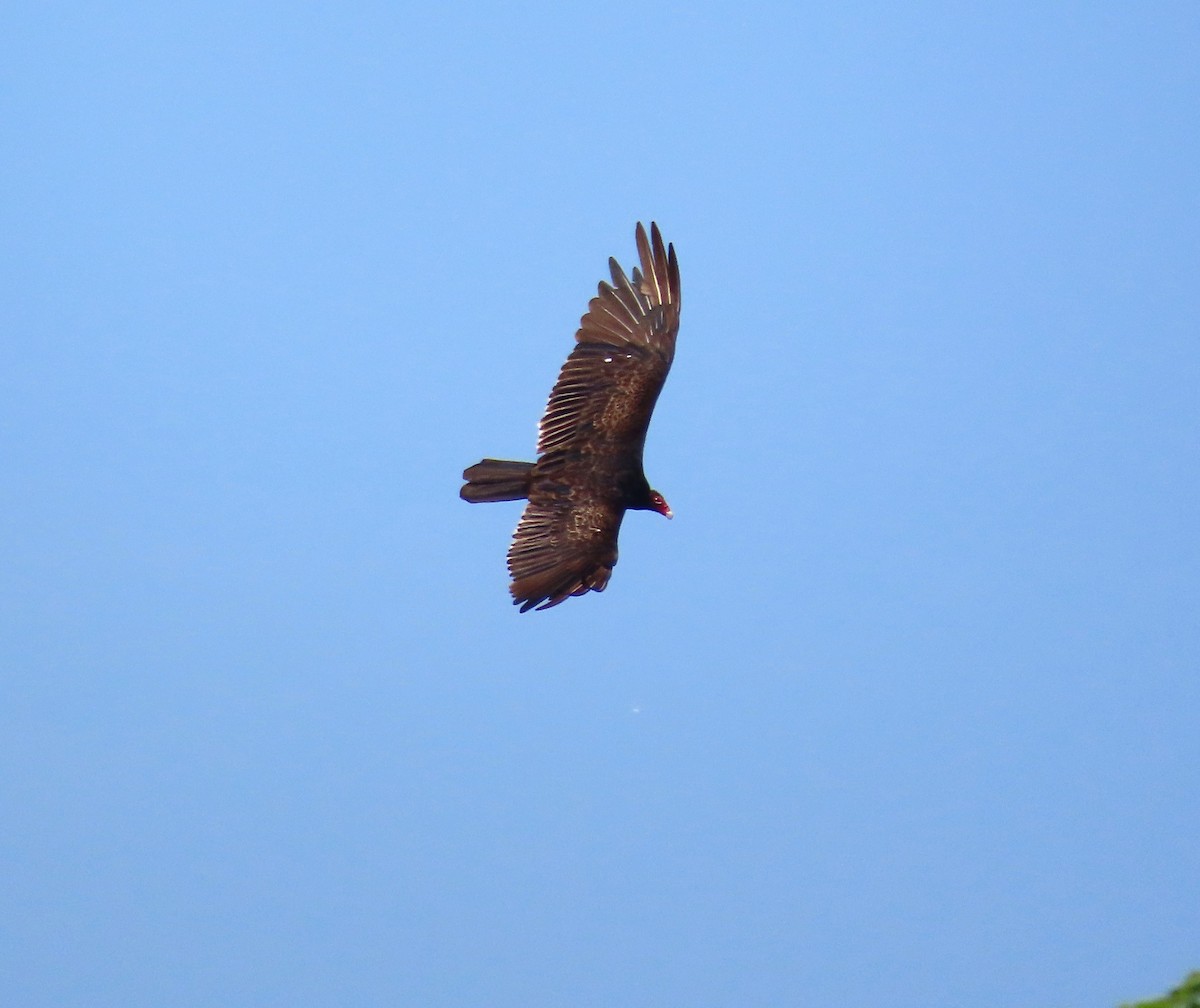 Turkey Vulture - ML620676168