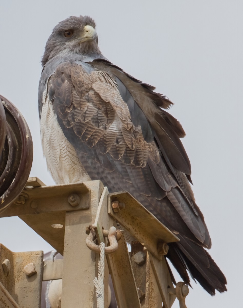 Black-chested Buzzard-Eagle - ML620676170