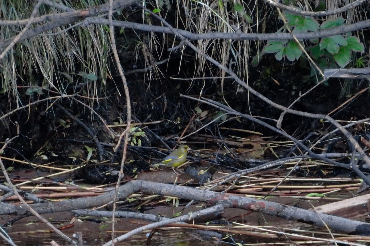 European Greenfinch - ML620676171