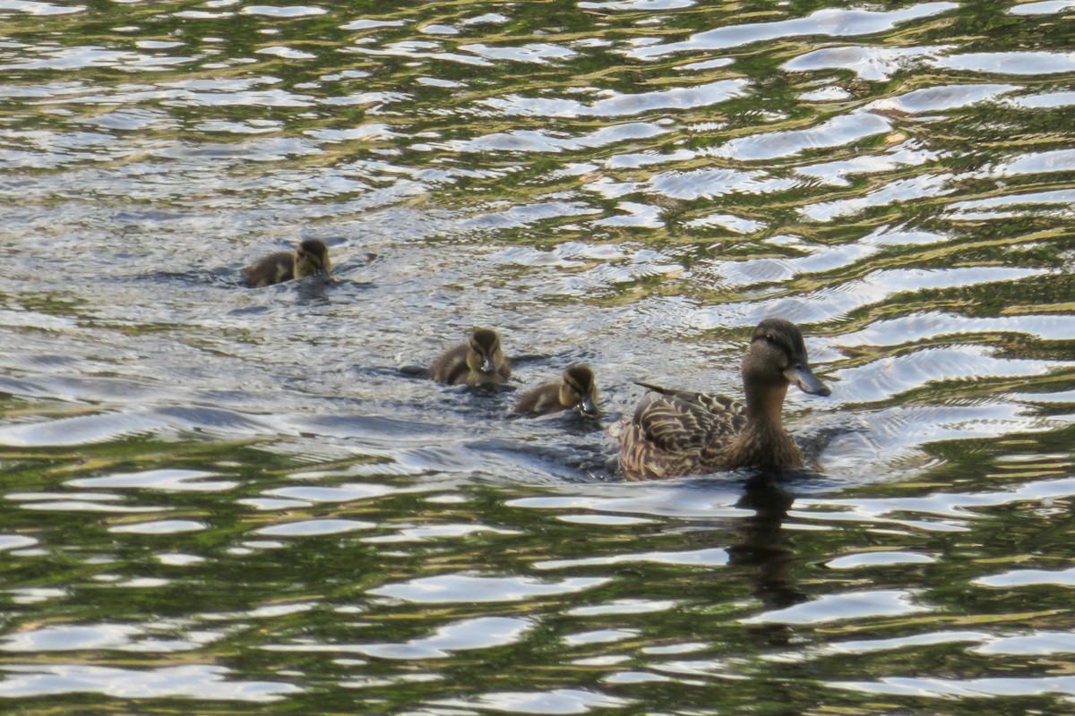 Canard colvert - ML620676173