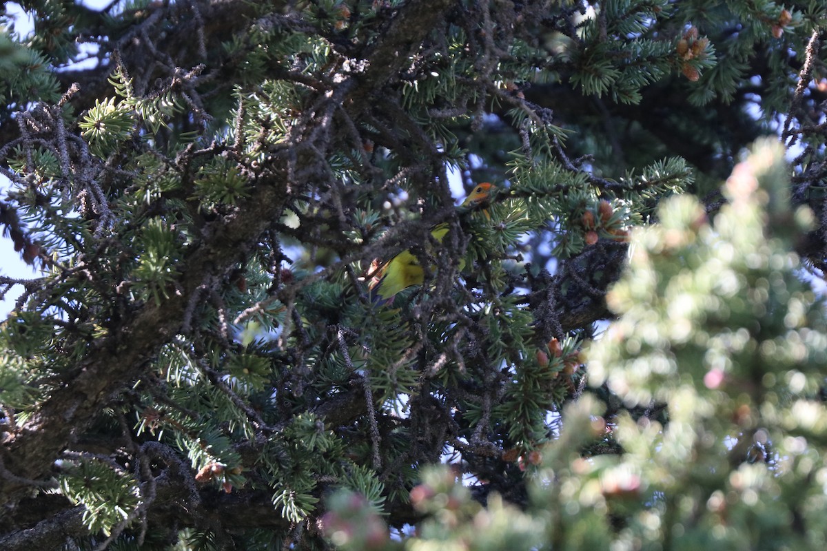 Western Tanager - ML620676174