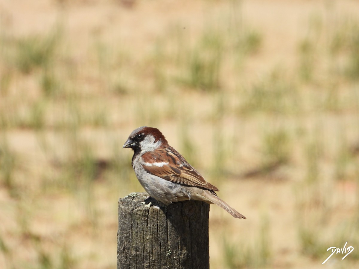 Moineau domestique - ML620676175