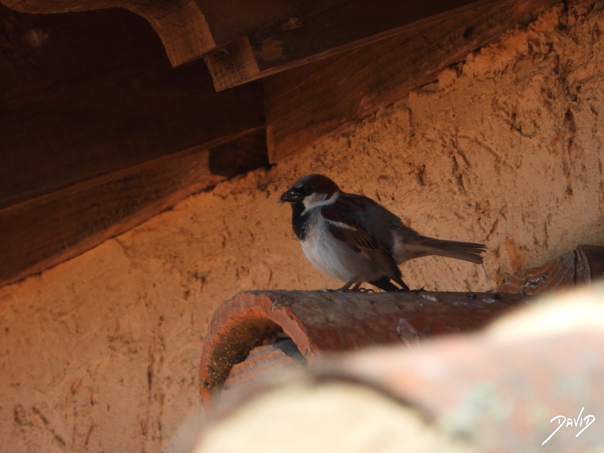 House Sparrow - ML620676176