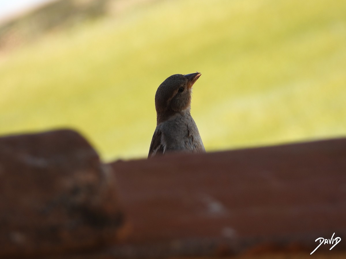 House Sparrow - ML620676178