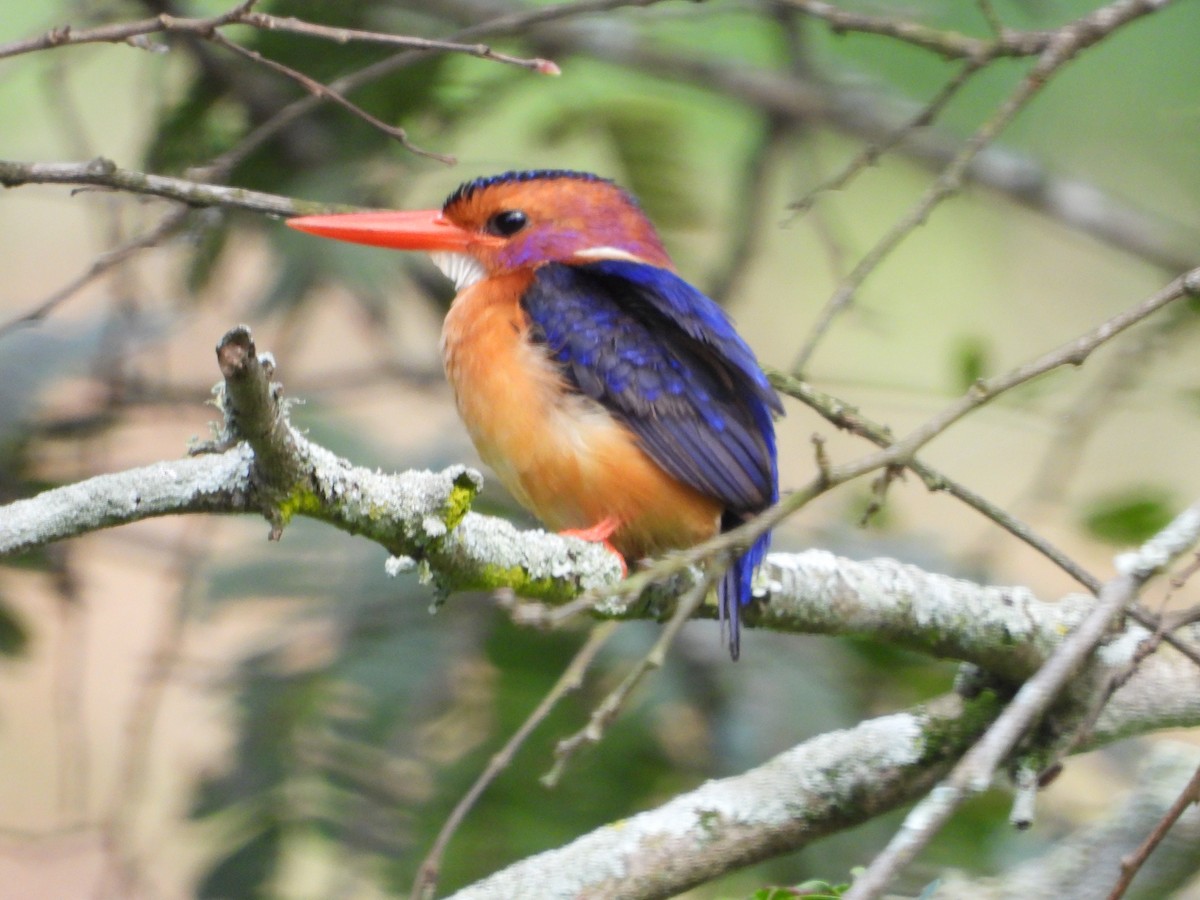 African Pygmy Kingfisher - ML620676179