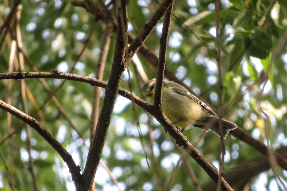 Eurasian Blue Tit - ML620676180