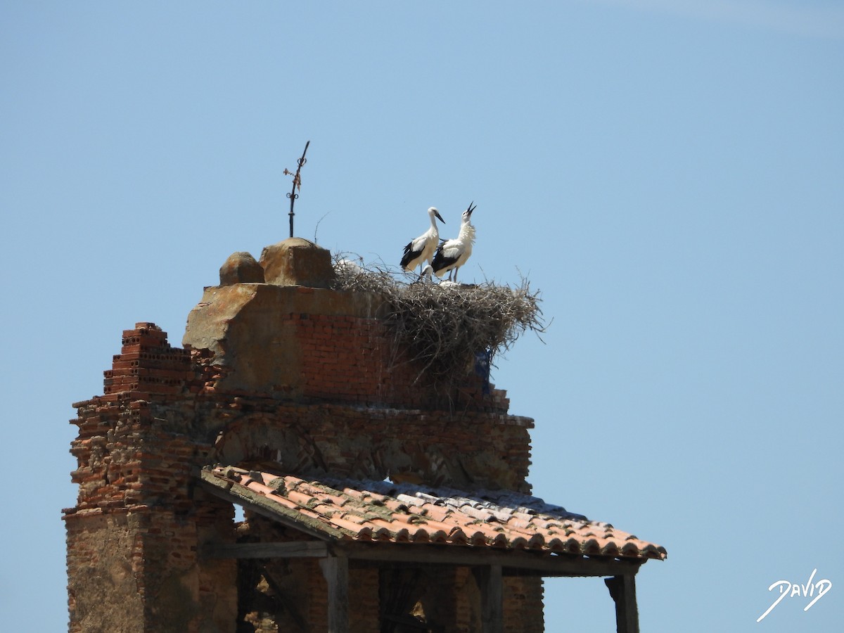 White Stork - ML620676182