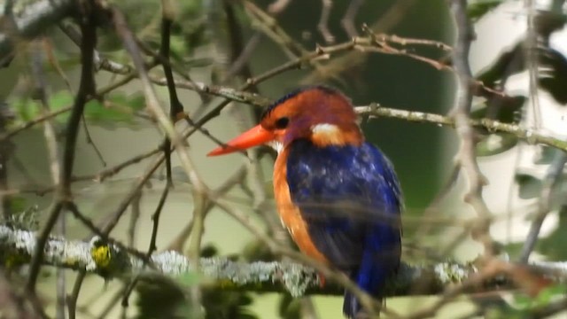 African Pygmy Kingfisher - ML620676184