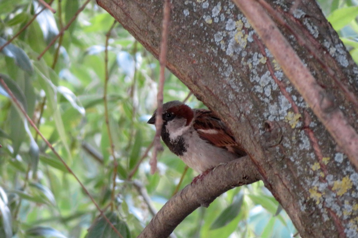 Moineau domestique - ML620676185