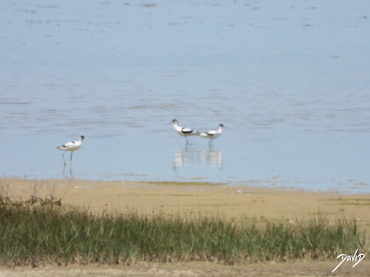 Pied Avocet - ML620676186