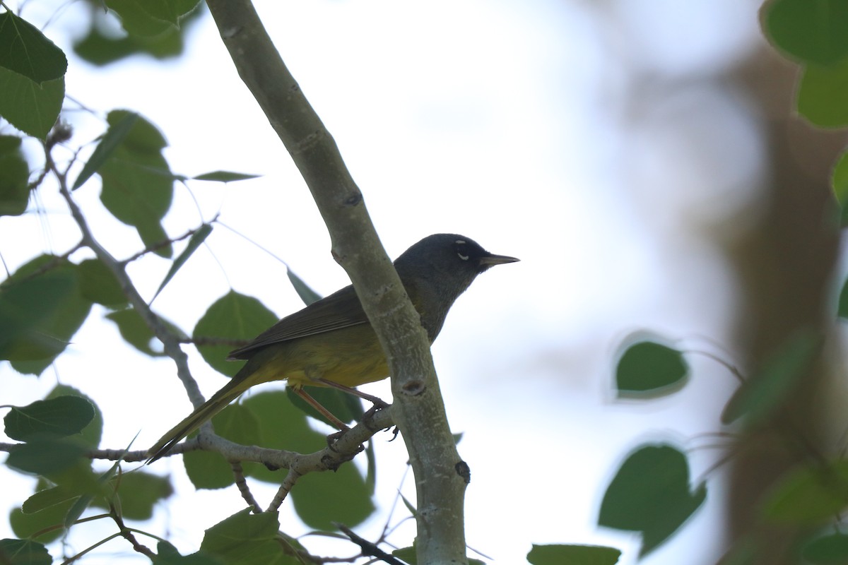 MacGillivray's Warbler - ML620676187