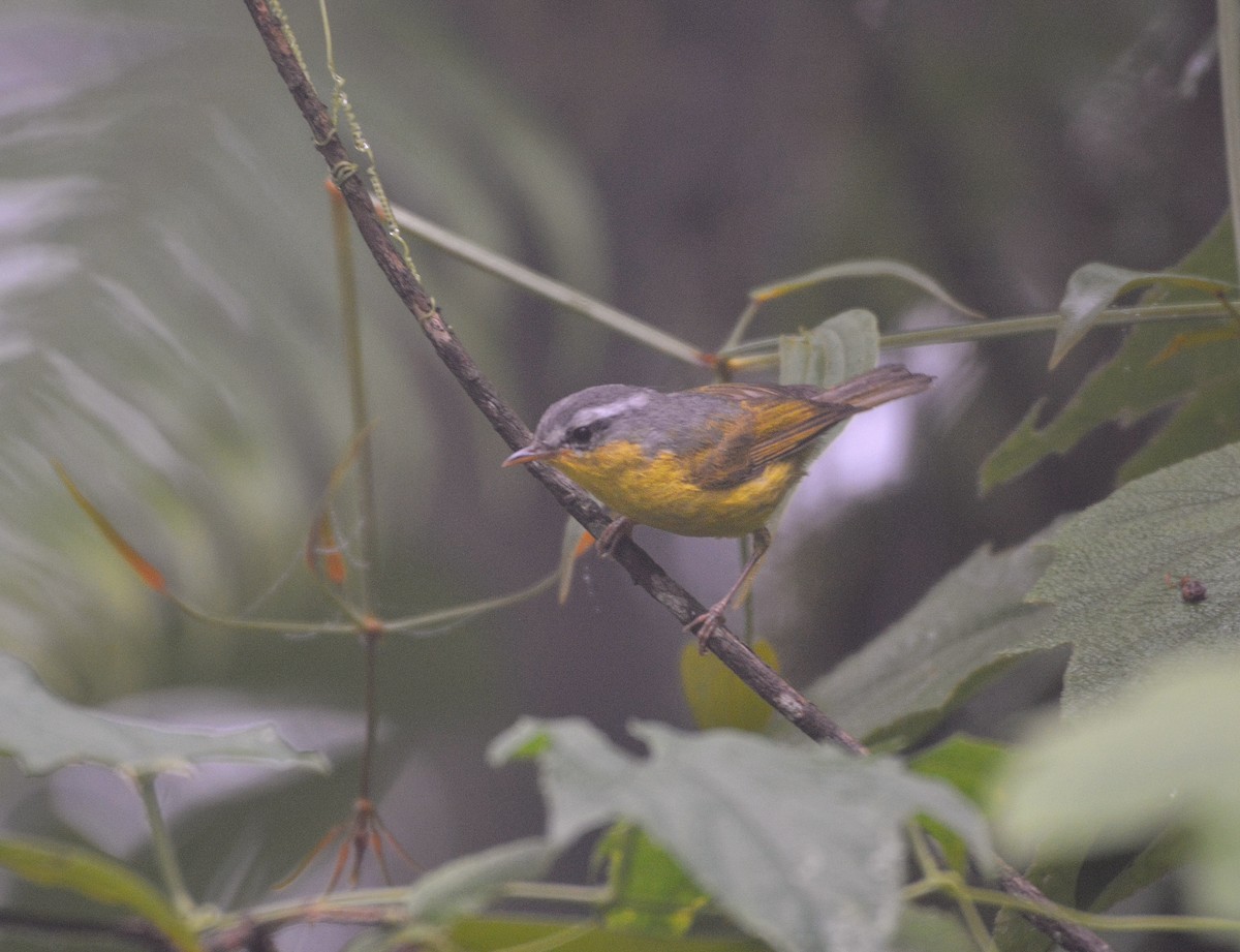 Gray-hooded Warbler - ML620676188