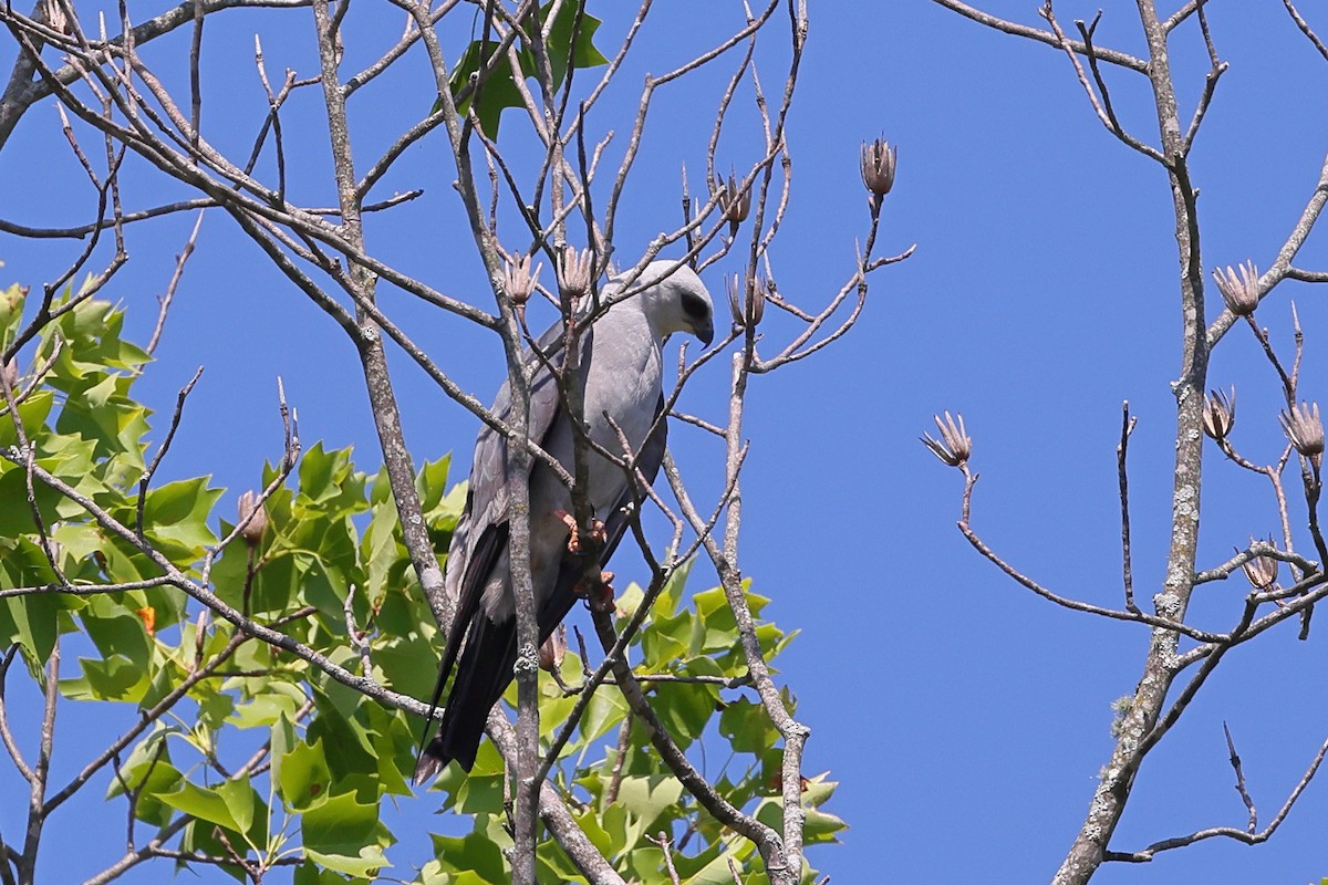 Mississippi Kite - ML620676189