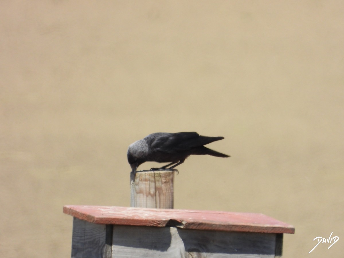 Eurasian Jackdaw - ML620676191