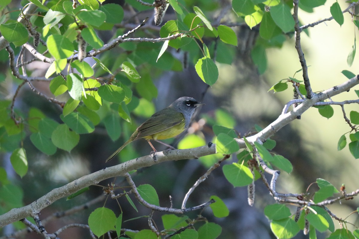 MacGillivray's Warbler - ML620676192