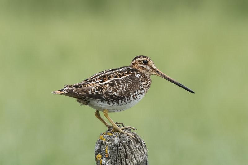 Wilson's Snipe - ML620676193