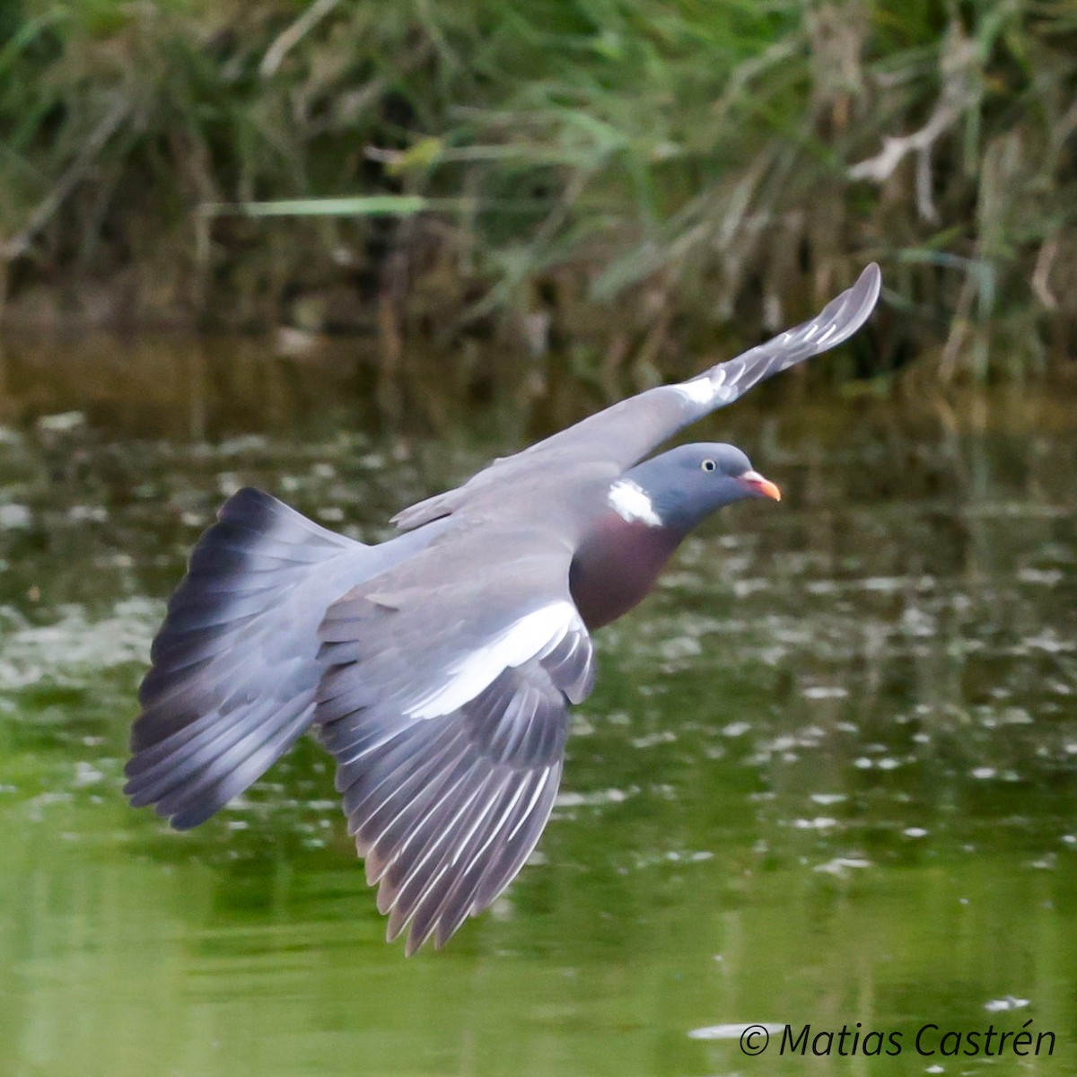 Common Wood-Pigeon - ML620676195