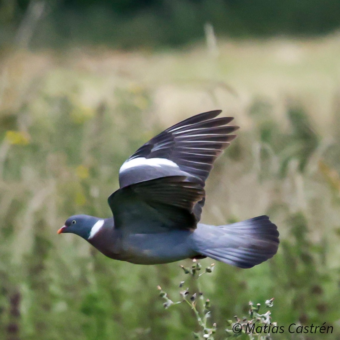 Common Wood-Pigeon - ML620676200