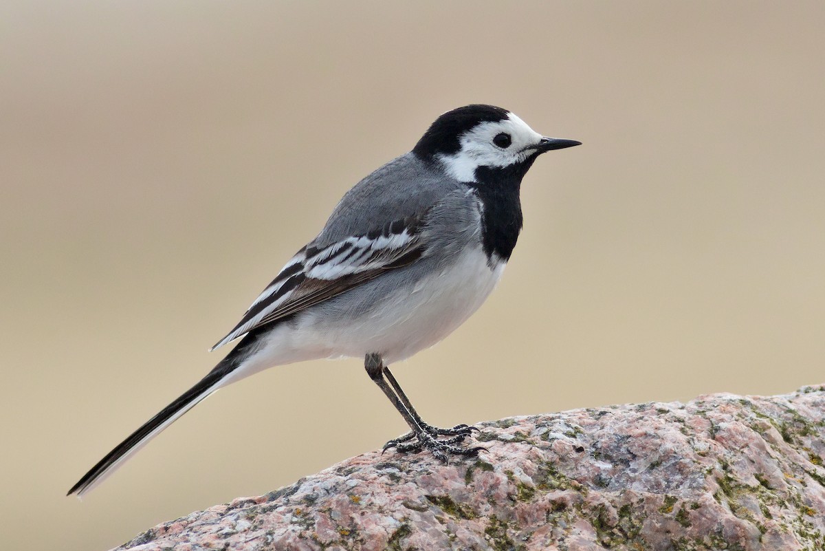 White Wagtail - ML620676201