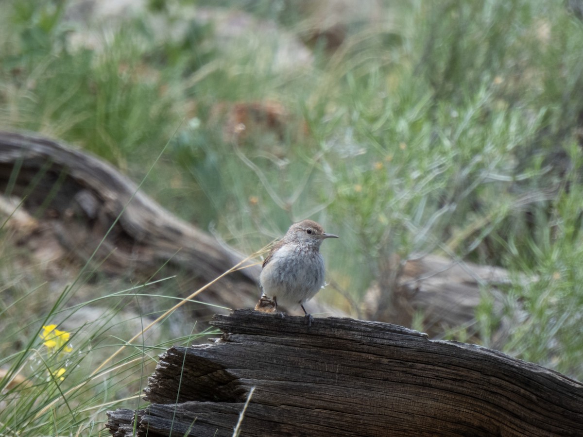 Rock Wren - ML620676204